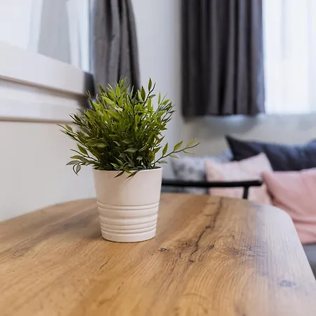 Center 普罗夫迪夫